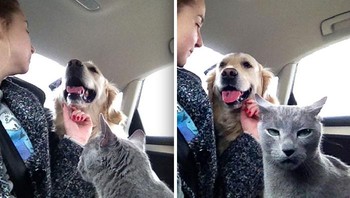 Si kucing terlihat kesal, karena pemiliknya hanya bercanda dengan anjingnya. Foto: (Bored Panda).