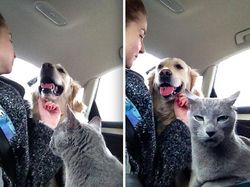 Potret Hewan Peliharaan Cemburu ke Pemiliknya, Gemas Banget
