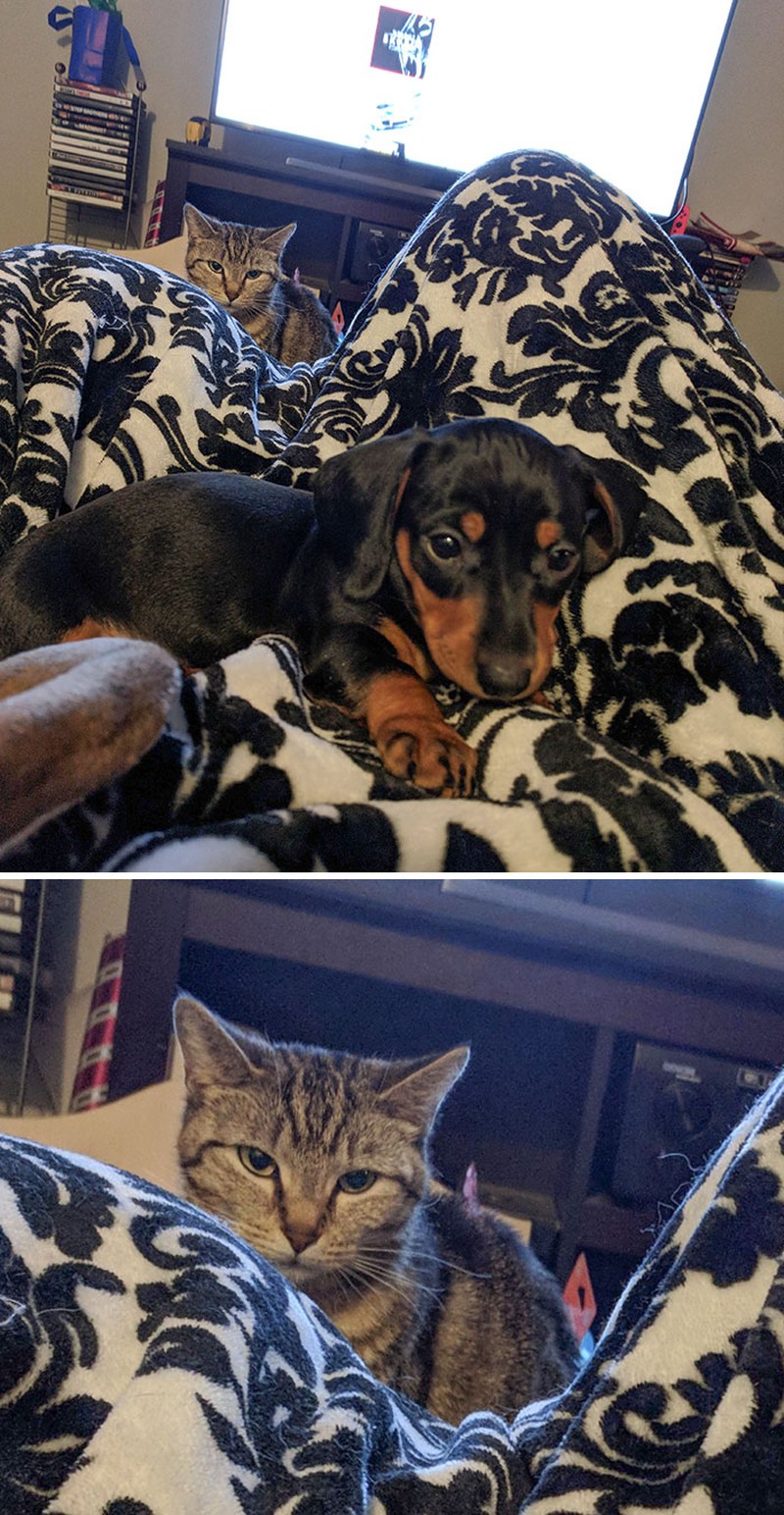 Melihat manusia cemburu dengan manusia lainnya, mungkin detikers sudah sering melihatnya. Namun bagaimana kalau yang cemburu itu hewan peliharaan ke pemiliknya.