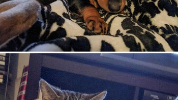 Sinis banget tatapan si kucing. Foto: (Bored Panda).