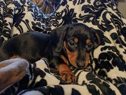 Potret Hewan Peliharaan Cemburu ke Pemiliknya, Gemas Banget