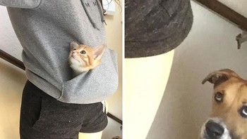 Anjingnya juga mau masuk kantong sweater. Foto: (Bored Panda).