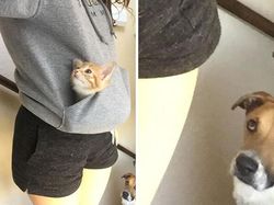 Potret Hewan Peliharaan Cemburu ke Pemiliknya, Gemas Banget