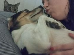 Potret Hewan Peliharaan Cemburu ke Pemiliknya, Gemas Banget