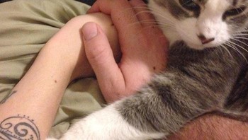 Kucingnya juga mau pegangan tangan. Foto: (Bored Panda).