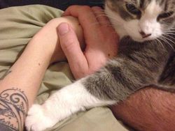 Potret Hewan Peliharaan Cemburu ke Pemiliknya, Gemas Banget