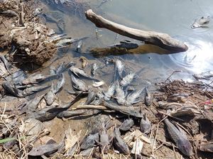 Sungai Bakung Diduga Tercemar Limbah B3, Banyak Ikan Mati