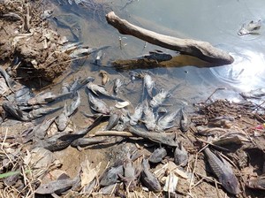 Sungai Bakung Diduga Tercemar Limbah B3, Banyak Ikan Mati