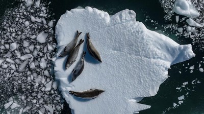 Foto-foto Ciamik Benua Antartika dari Lensa Drone