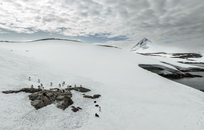 ANTARCTICA - FEBRUARY 24: An aerial view of crabeater seals laying on ice berg on Horseshoe Island as Turkish scientists conduct fieldwork on Horseshoe Island within 7th National Antarctic Science Expedition under the coordination of the Scientific and Technological Research Council of Turkiye (TUBITAK) MAM Polar Research Institute with the joint responsibilities of the Turkish Presidency and Turkish Ministry of Industry and Technology in Antarctica, on February 24, 2023. Turkish Scientists, left a minimum footprint on Antarctica, 