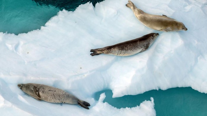 1250858855 ANTARCTICA - FEBRUARY 24: An aerial view of crabeater seals laying on ice berg on Horseshoe Island as Turkish scientists conduct fieldwork on Horseshoe Island within 7th National Antarctic Science Expedition under the coordination of the Scientific and Technological Research Council of Turkiye (TUBITAK) MAM Polar Research Institute with the joint responsibilities of the Turkish Presidency and Turkish Ministry of Industry and Technology in Antarctica, on February 24, 2023. Turkish Scientists, left a minimum footprint on Antarctica,