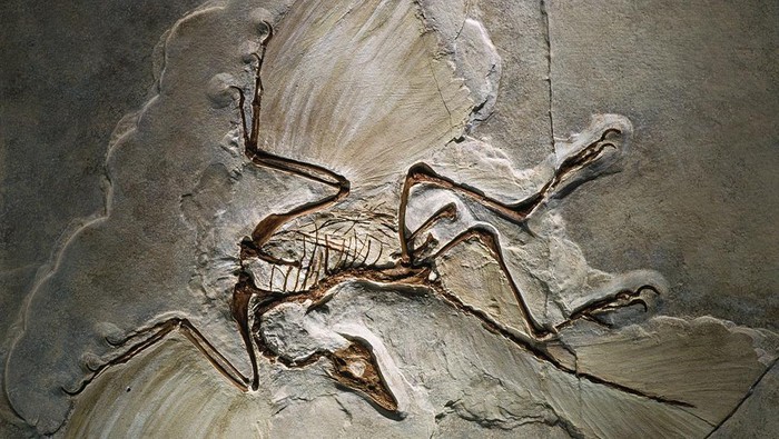 Archaeopteryx lithographica, dinosaurus terbang yang ditemukan di Jurassic Solnhofen Limestone di bagian selatan Jerman.