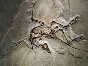 Inilah Hewan yang Ungkap Burung Berasal dari Dinosaurus