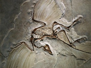 Inilah Hewan yang Ungkap Burung Berasal dari Dinosaurus