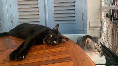 Dua kucing yang dititipkan di Nomads Cathouse, Tabanan, Bali, Sabtu (8/4/2023).