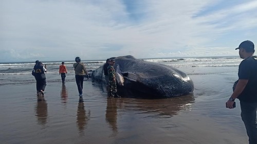 Ikan paus mati terdampar di Pantai Yeh Leh, Banjar Pengeragoan Dangin Tukad, Desa Pengeragoan, Kabupaten Jembrana, Bali, Sabtu (8/4/2023).