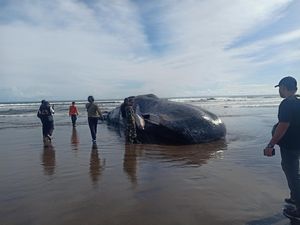 Paus Mati Terdampar di Pantai Yeh Leh