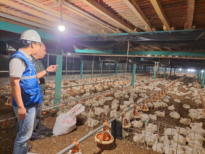 Manfaatkan Listrik PLN, Pembibitan Ayam di Muara Enim Makin Produktif
