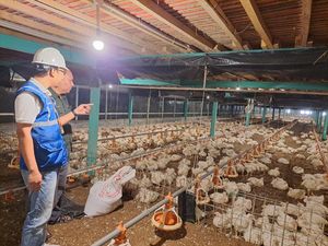 Manfaatkan Listrik PLN, Pembibitan Ayam di Muara Enim Makin Produktif