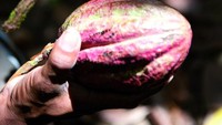 Di sini diperlihatkan bagaimana bentuk segar buah kakao yang dipanen untuk membuat cokelat. Warna dan jenis buah yang berbeda-beda ditumpuk menjadi satu agar pengunjung puas memperhatikannya. Foto: dok. Musée du chocolat
