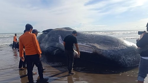 Petugas mengambil sampel paus sperma di Pantai Yeh Leh, Jembrana, Sabtu (8/4/2023).