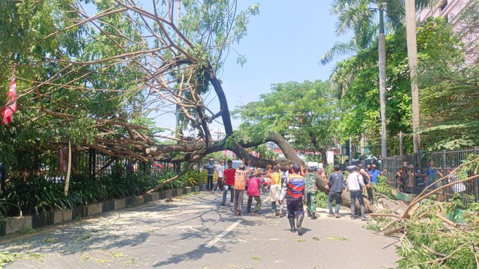 pohon sono tumbang timpa pemotor di dtc wonokromo