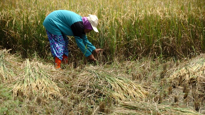 Petani memanen padi di areal persawahan Desa Gumalar, Kabupaten Tegal, Jawa Tengah, Sabtu (8/4/2023). Menurut data Badan Pusat Statistik (BPS) memproyeksi total produksi beras pada musim puncak panen raya Maret hingga April 2023 mencapai 8,7 juta ton, produksi tersebut dihasilkan dari luas panen yang diprediksi mencapai 2,86 juta hektare. ANTARA FOTO/Oky Lukmansyah/hp.