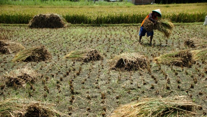 PRODUKSI BERAS PUNCAK PANEN RAYA Petani memanen padi di areal persawahan Desa Gumalar, Kabupaten Tegal, Jawa Tengah, Sabtu (8/4/2023). Menurut data Badan Pusat Statistik (BPS) memproyeksi total produksi beras pada musim puncak panen raya Maret hingga April 2023 mencapai 8,7 juta ton, produksi tersebut dihasilkan dari luas panen yang diprediksi mencapai 2,86 juta hektare. ANTARA FOTO/Oky Lukmansyah/hp.