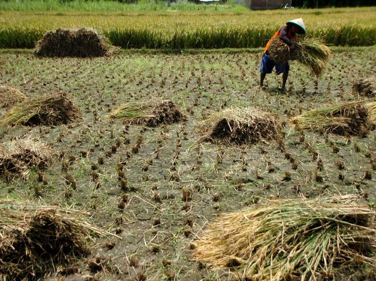 Produksi Beras di Puncak Panen Raya
