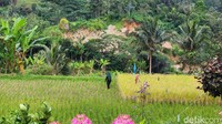 Menunggu waktu berbuka, traveler bisa mengeksplor halaman sekitar rumah surga, karena di sana ada sawah, empang dengan ikan emas dan lainnya, hingga sungai.