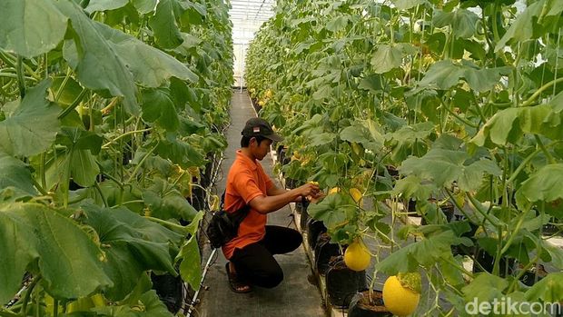 Suasana Thole Farm and Garden Pekalongan. Cocok untuk wisata edukasi sekaligus ngabuburit di Kabupaten Pekalongan, Sabtu (8/4/2023).