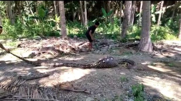 Ular Piton 6 Meter ditangkap warga di Bone Bolango, Gorontalo.