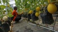 Wisata agro farming buah melon premium yang menyediakan fasilitas petik langsung dari 9 jenis buah melon itu dapat menghasilkan sebanyak minimal 1,5 ton buah dalam sekali panen dengan harga antara Rp40 ribu-Rp60 ribu per kilogram buah melon dengan model penanaman sistem hidroponik.