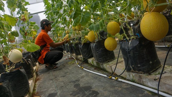 WISATA AGRO FARM BUAH MELON PREMIUM Petani muda memanen buah melon pilihan wisatawan di Thole Farm and Garden, Wonopringgo, Kabupaten Pekalongan, Jawa Tengah, Sabtu (8/4/2023). Wisata agro farming buah melon premium yang menyediakan fasilitas petik langsung dari 9 jenis buah melon itu dapat menghasilkan sebanyak minimal 1,5 ton buah dalam sekali panen dengan harga antara Rp40 ribu-Rp60 ribu per kilogram buah melon dengan model penanaman sistem hidroponik. ANTARA FOTO/Harviyan Perdana Putra/hp.