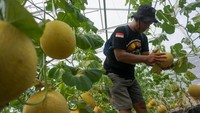 Wisatawan memilih buah melon premium siap petik di Thole Farm and Garden, Wonopringgo, Kabupaten Pekalongan, Jawa Tengah, Sabtu (8/4/2023).