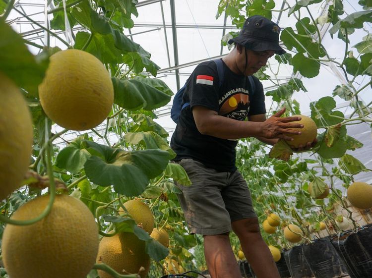 Serunya Wisata Agro Farm Buah Melon di Pekalongan