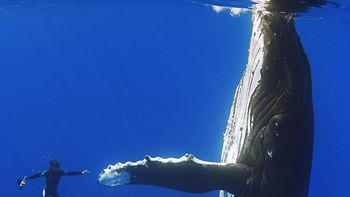 Paus Bungkuk dan penyelam saat berjabat tangan. Foto: Boredpanda
