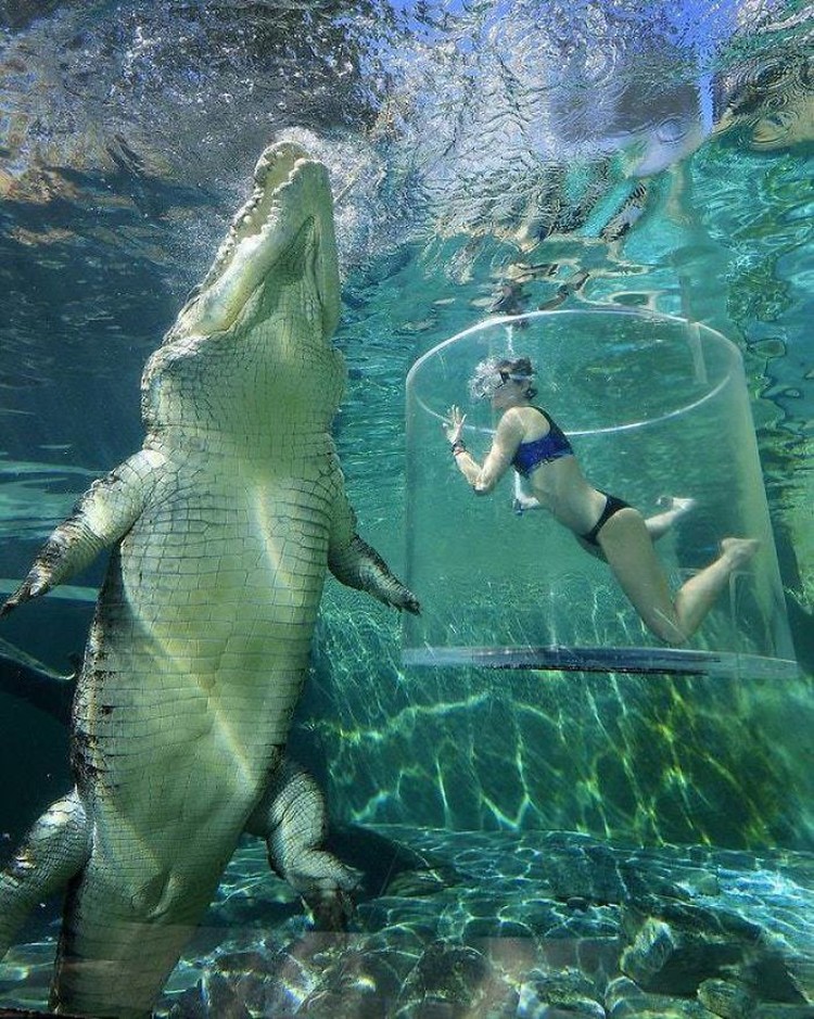 fotoinet deretan hewan hingga benda ukuran raksasa