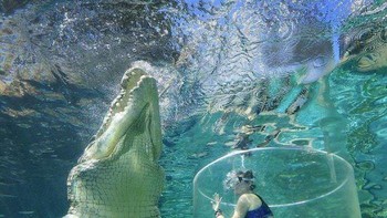 Hiii, mau foto bareng dengan buaya raksasa? Foto: Boredpanda