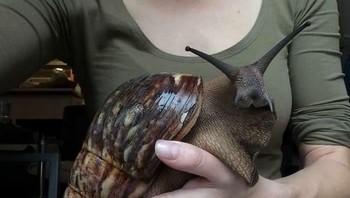 Siput tanah Afrika berukuran raksasa. Foto: Boredpanda