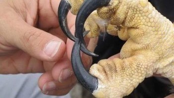 Perbandingan jari burung elang dengan jari manusia. Foto: Boredpanda