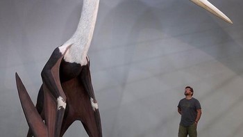 Model Quetzalcoatlus northropi salah satu spesies dinosaurus terbang terbesar yang pernah ada. Disandingkan dengan pria yang memiliki tingi 180 cm.  Foto: Boredpanda