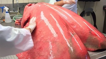 Paru-paru kuda yang menggembung penuh. Foto: Boredpanda