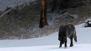Ukuran serigala dibandingkan dengan Coyote. Foto: Boredpanda