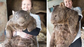 Hewan Wombat adalah marsupial Australia yang berkaki pendek, ini adalah foto saat usianya dewasa. Foto: Boredpanda