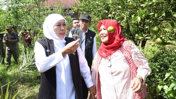 gubernur khofifah di jember