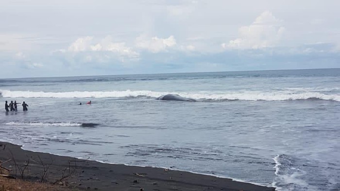 Kondisi air pasang menyulitkan proses nekropsi paus sperma yang mati terdampar di Pantai Yeh Leh, Desa Pengeragoan, Kecamatan Pekutatan, Kabupaten Jembrana, Bali, Minggu (9/4/2023).