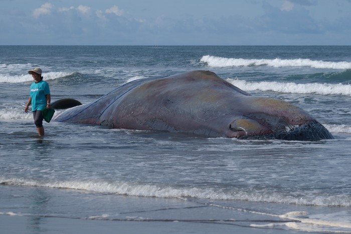 Petugas dan warga mengamati bangkai Paus Sperma yang terdampar di Pantai Yeh Leh, Jembrana, Bali, Minggu (9/4/2023). Paus Sperma yang memiliki panjang 17,28 meter tersebut ditemukan dalam kondisi mati pada Sabtu (8/4), pukul 13.00 WITA dan saat ini masih dalam penanganan Balai Pengelolaan Sumberdaya Pesisir dan Laut (BPSPL) Denpasar.. ANTARA FOTO/Nyoman Hendra Wibowo/foc.