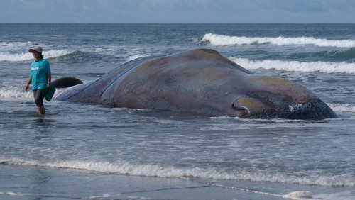 Petugas dan warga mengamati bangkai Paus Sperma yang terdampar di Pantai Yeh Leh, Jembrana, Bali, Minggu (9/4/2023). Paus Sperma yang memiliki panjang 17,28 meter tersebut ditemukan dalam kondisi mati pada Sabtu (8/4), pukul 13.00 WITA dan saat ini masih dalam penanganan Balai Pengelolaan Sumberdaya Pesisir dan Laut (BPSPL) Denpasar.. ANTARA FOTO/Nyoman Hendra Wibowo/foc.