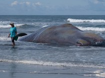 Mengapa Banyak Paus Terdampar di Indonesia? Ini Penyebabnya